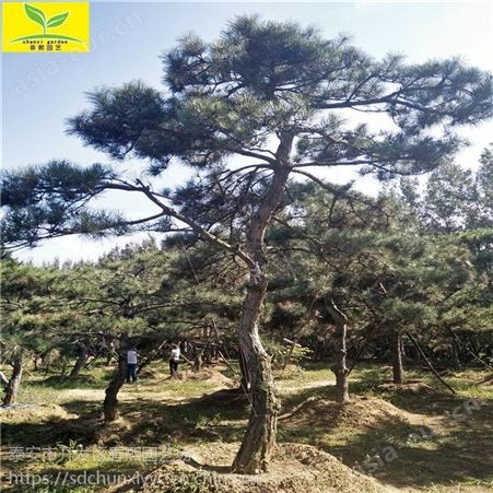 泰山造型景松 造型小松树盆景 规格 本地货源 质量优
