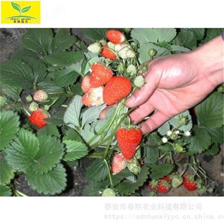 草莓苗供应基地，日本甜宝草莓苗，红颜草莓苗，章姬草莓苗