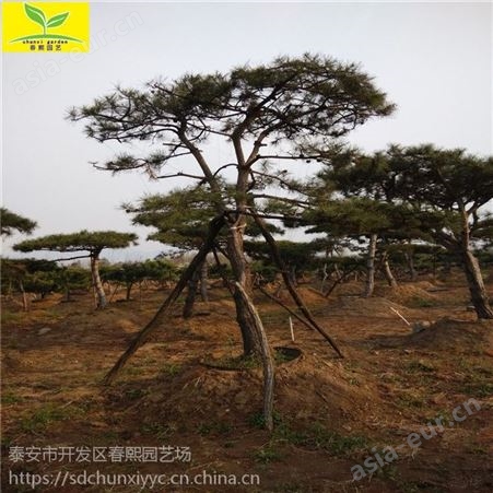 泰山造型景松 造型小松树盆景 规格 本地货源 质量优